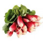 Botte de radis roses