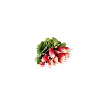 Botte de radis roses