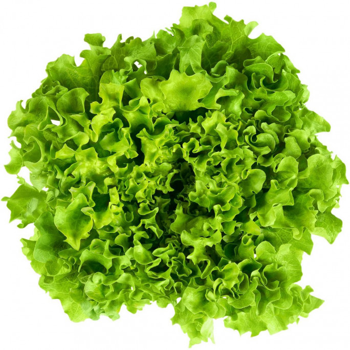 Salade batavia