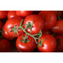 Tomates grappes