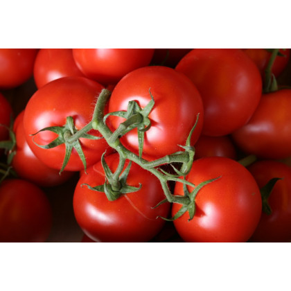 Tomates grappes