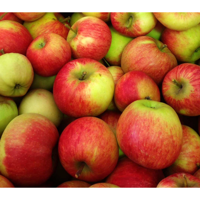 Pommes Elstar