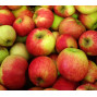 Pommes Elstar