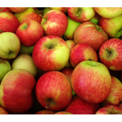 Pommes Elstar